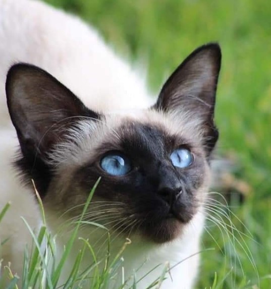 14-things-you-should-know-about-a-balinese-cat-petpress