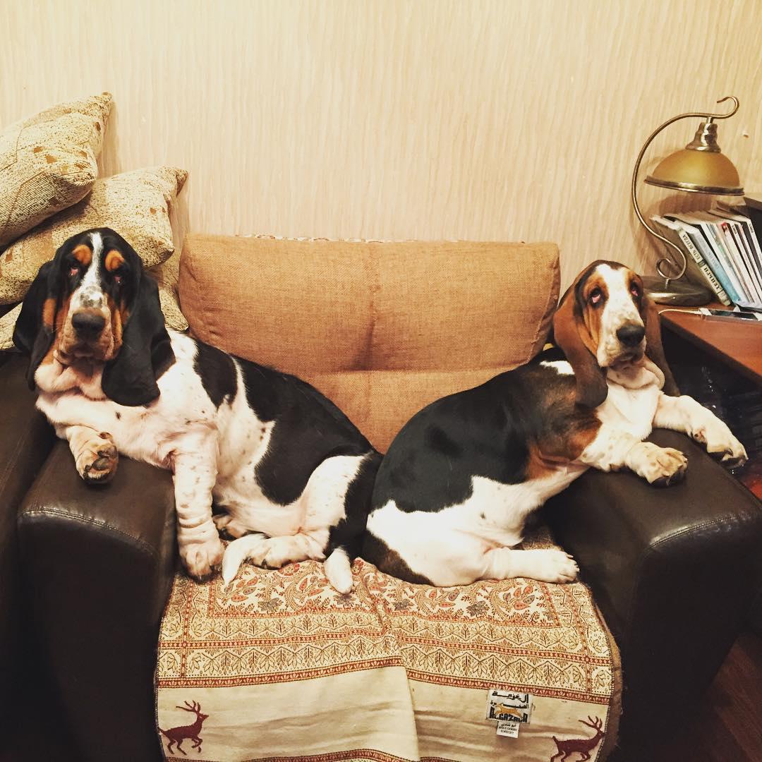 14 Photos That Tell How Basset Hounds Spend Their Time | Page 2 of 3