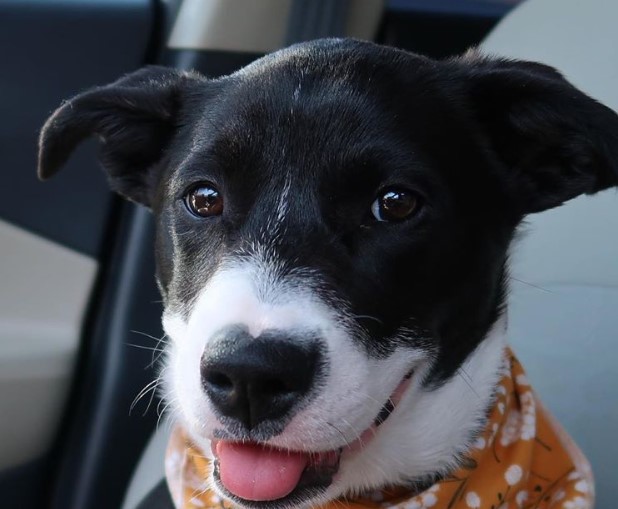 border staffy