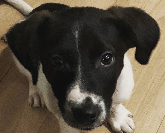 jack russell x border collie