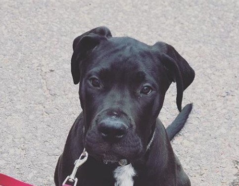 Bull Daniff (Great Dane x Bullmastiff mix) - PetPress