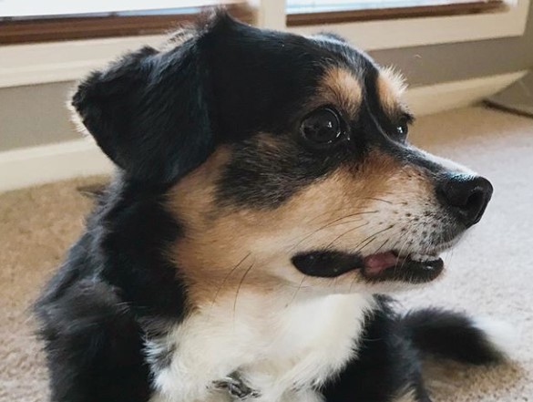 39 Utterly Gorgeous Cavalier King Charles Spaniel Mixes You Need In