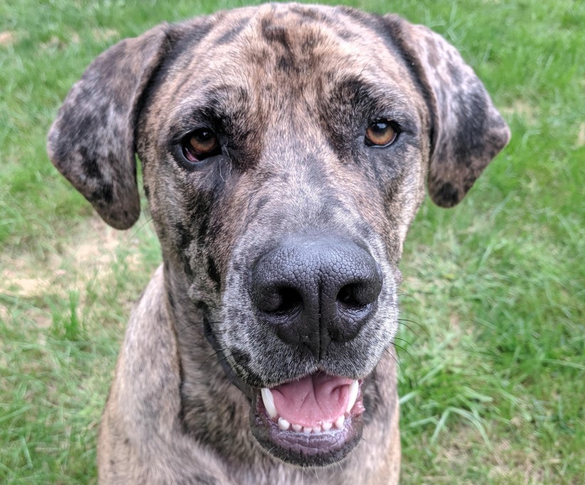 19 English Mastiff Mixes That'll Melt Your Heart | PetPress