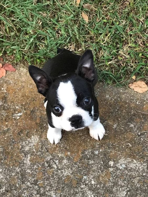 Great French Bulldog Rat Terrier Mix Learn more here | bulldogs