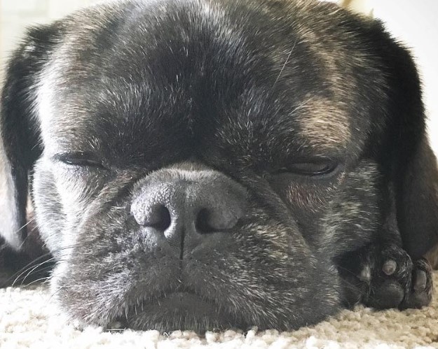 34 Pekingese Mixes That Will Melt Your Cold, Unloving Heart | PetPress