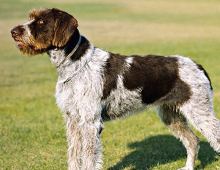 German Shorthaired Pointer X Poodle