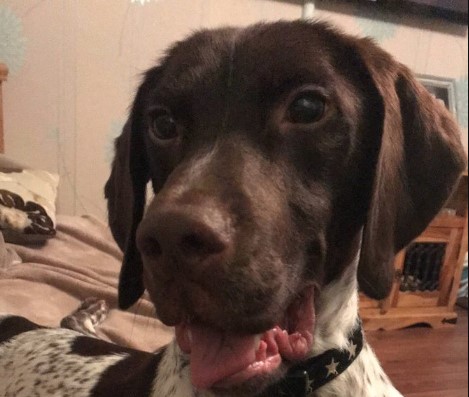 18 Times Springer Spaniels Mixed With Other Breeds And The Result