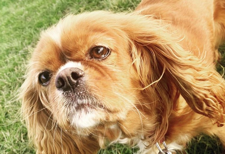 39 Utterly Gorgeous Cavalier King Charles Spaniel Mixes You Need