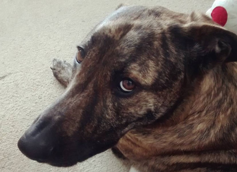 Greyhound Shepherd (Greyhound x German Shepherd mix) | PetPress