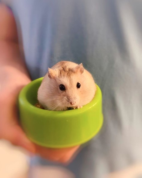 14 Nutritional Rules For Your Favorite Hamster | PetPress