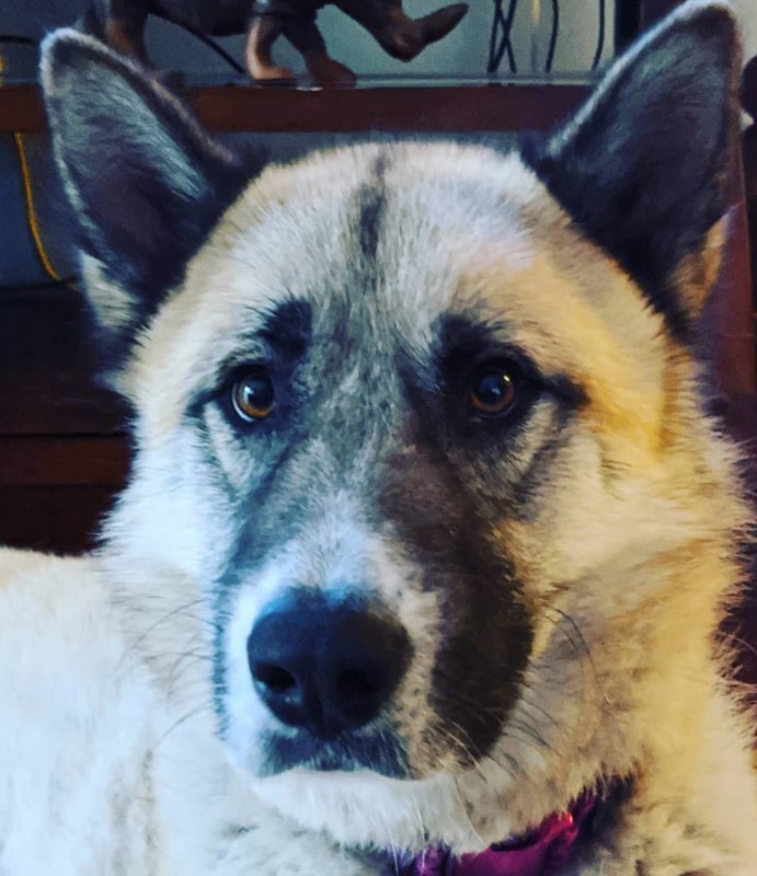 45+ Akita Chow Chow German Shepherd Mix