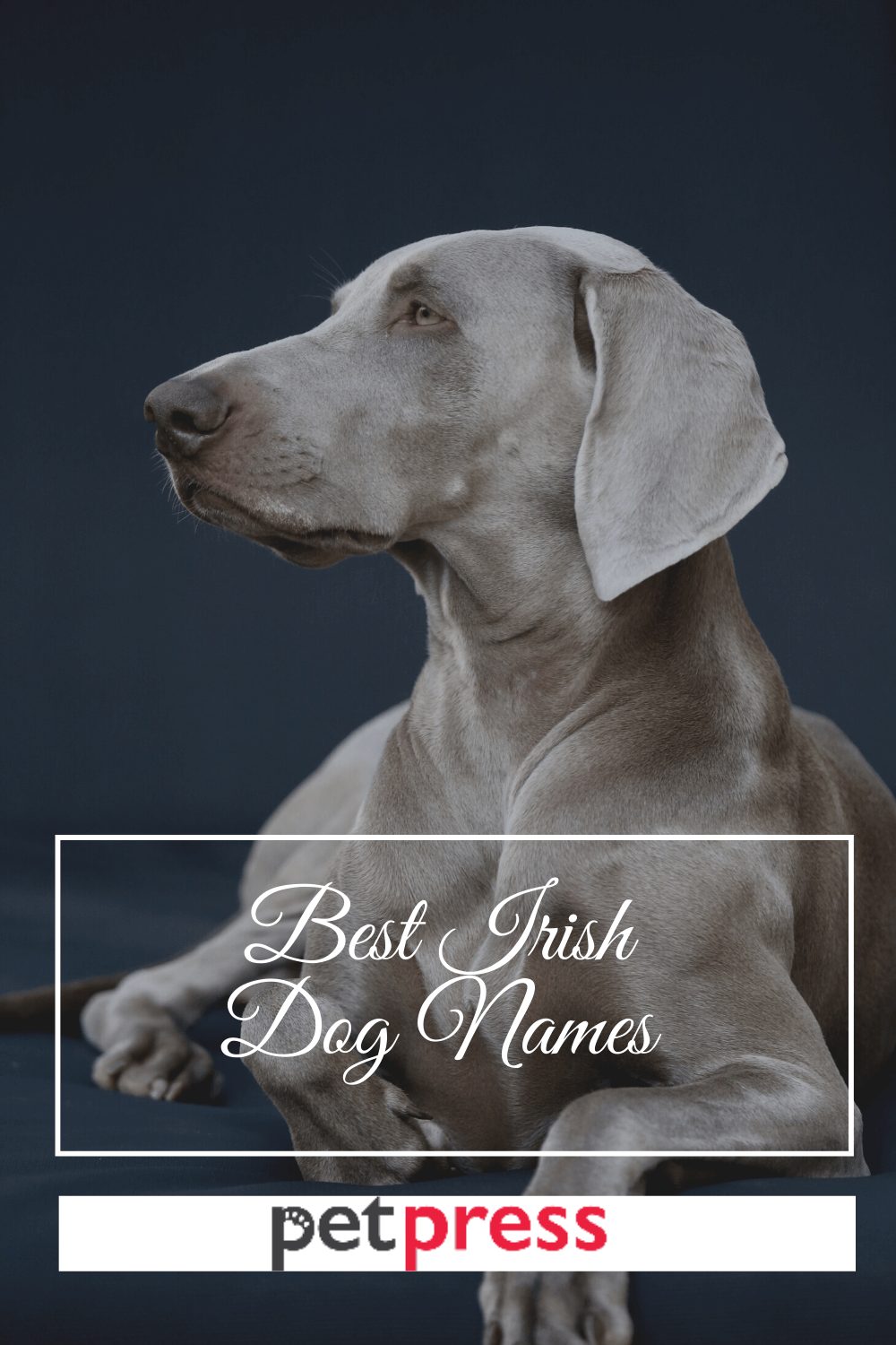 Irish Dog Names