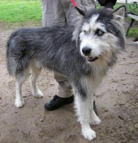 irish wolfhound wolfsky petpress