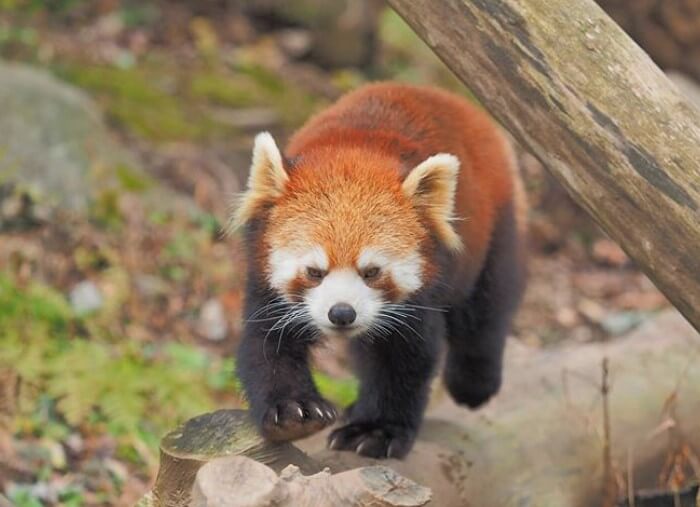 80-most-popular-red-panda-names-petpress