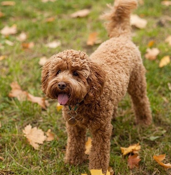 15 Pros And Cons Of Labradoodles | PetPress