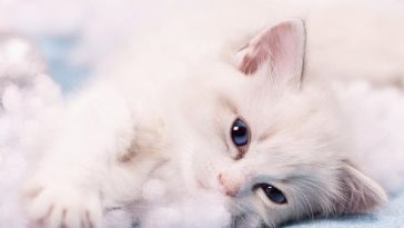 Ragdoll