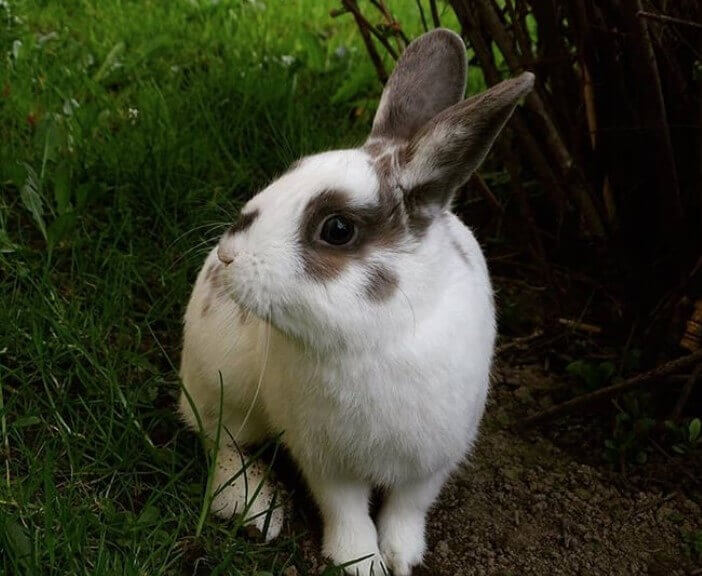 The 500 Best Male Rabbit Names For Your Bunny | PetPress