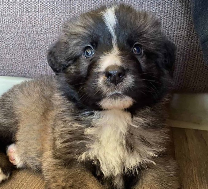 german shepherd st bernard mix puppies