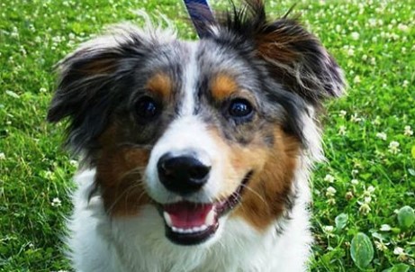 29 Australian Shepherd Mix Breeds – The Popular and Adorable Hybrid ...