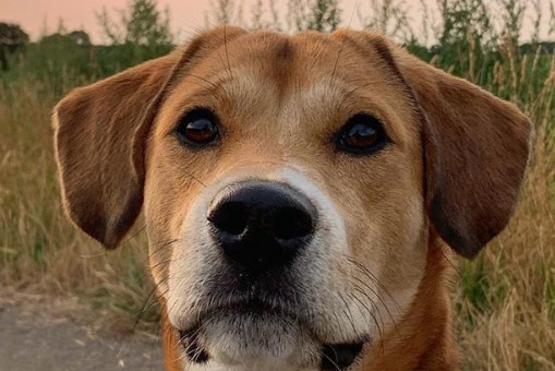 18 Shiba Inu Mix Breeds The Popular And Adorable Hybrid Dogs Petpress