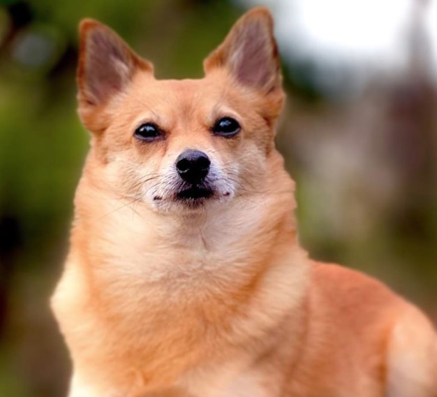 18 Shiba Inu Mix Breeds The Popular And Adorable Hybrid Dogs