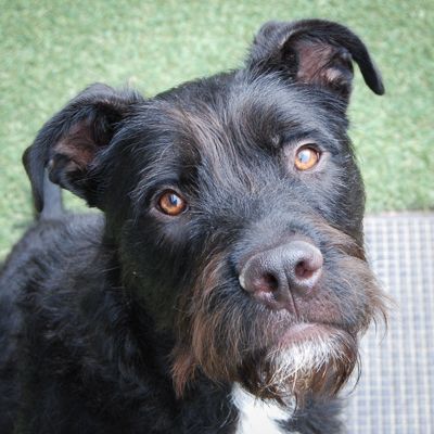 Staffy Staghound X Bull Terrier Irish Wolfhound Cross Staffy 2025