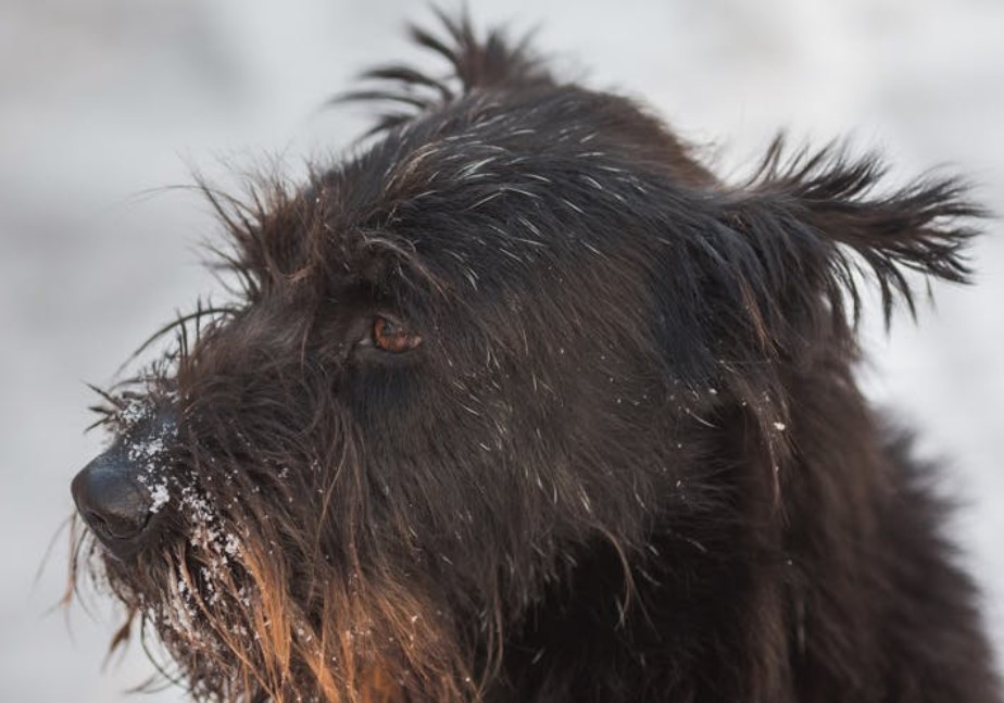 46 Utterly Gorgeous Schnauzer Mixes You Need In Your Life Petpress