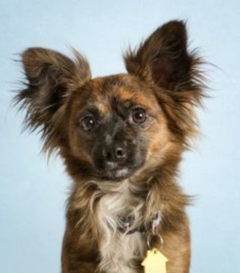 tibetan spaniel x chihuahua