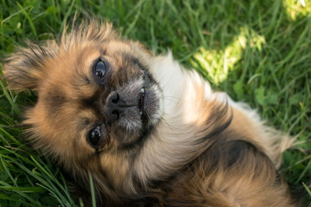 7 Tibetan Spaniel Mix Breeds - The Popular and Adorable Hybrid Dogs ...