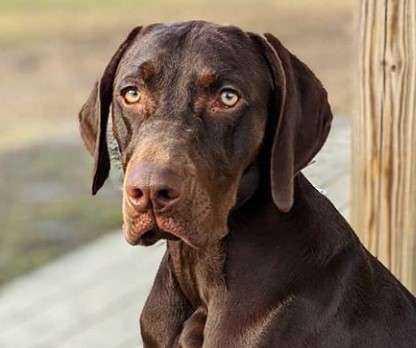 weimaraner vizsla mix