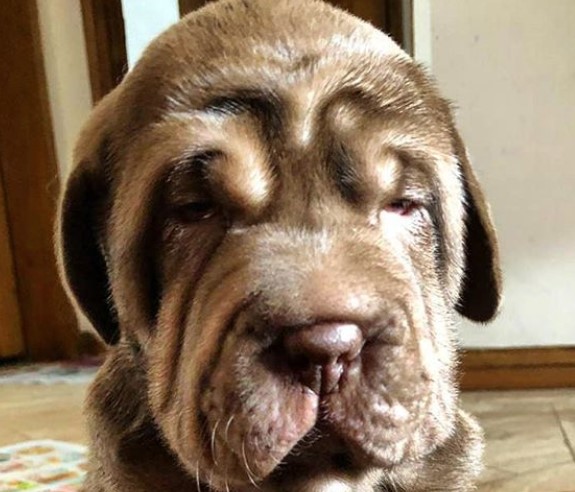 24 Of The Cutest And Funniest SharPei Mixes PetPress