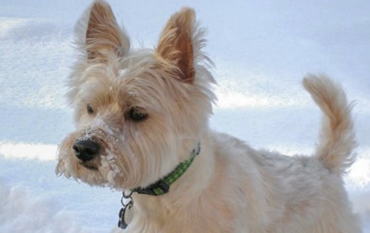 34 West Highland White Terrier Mix Breeds – The Popular and Adorable