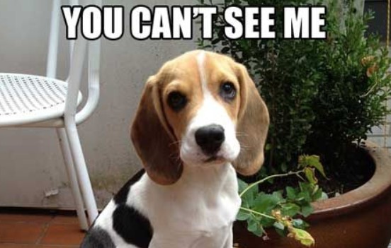 funny beagle pictures
