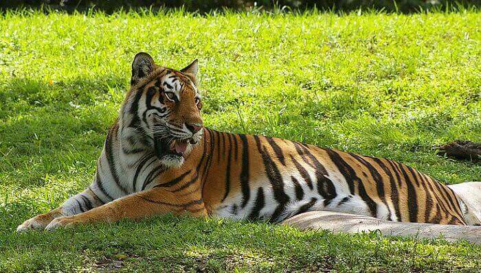 tiger-names-500-best-names-for-tigers-petpress