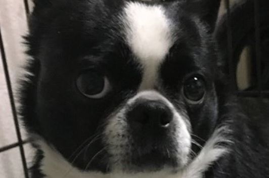 46 Of The Cutest And Funniest Boston Terrier Mixes | PetPress