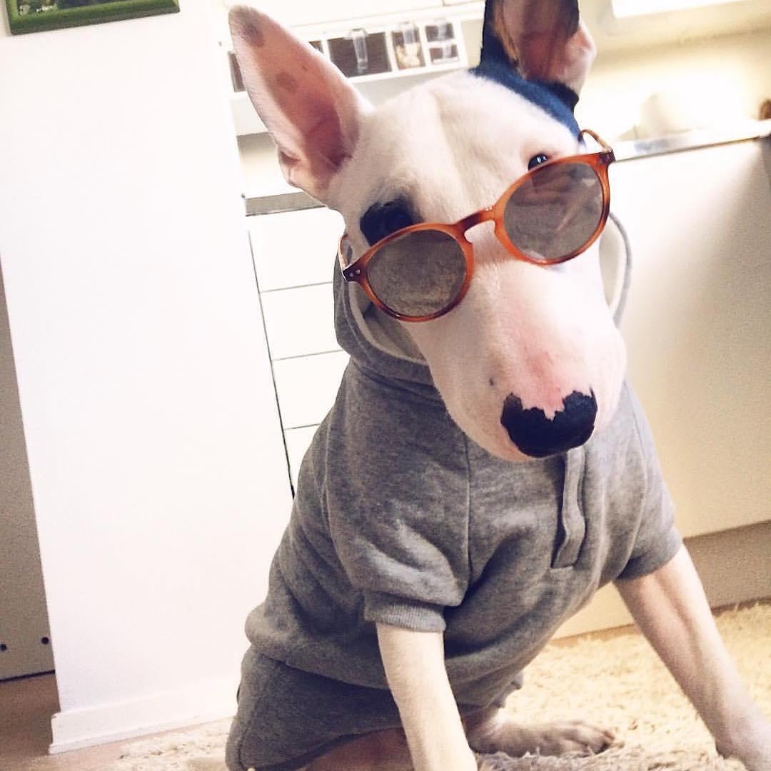 14 Funny Bull Terrier Pictures That Will Make You Smile Page 2 of 3