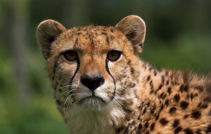cheetah-names-180-best-names-for-cheetahs-petpress
