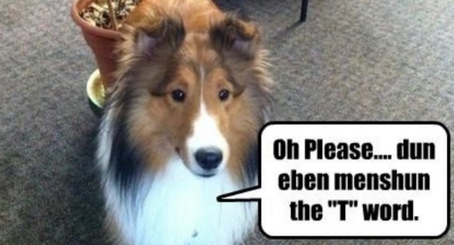 funny collie