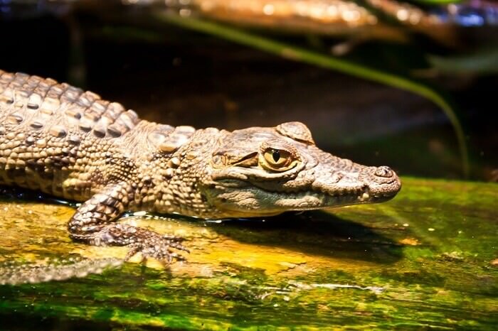 Crocodile Names: 160 Best Names for Crocodiles & Alligators | PetPress