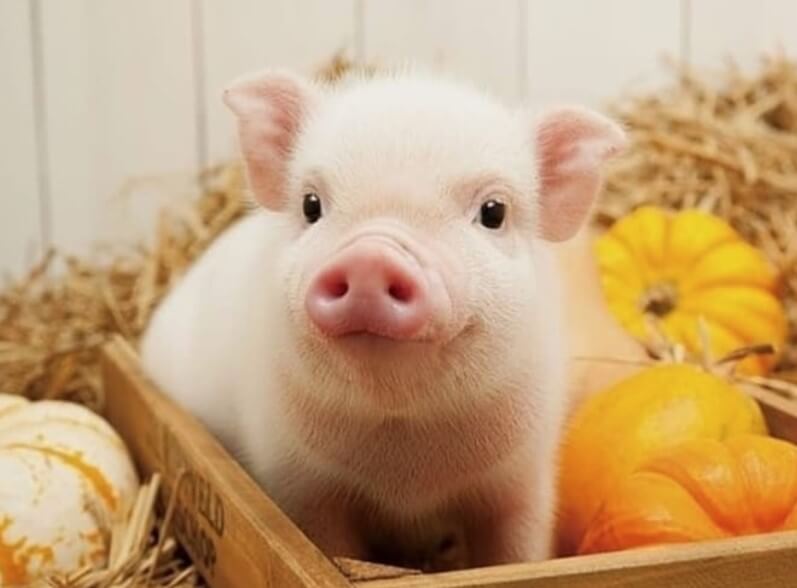 pig-names-the-500-most-popular-male-and-female-pig-names-petpress