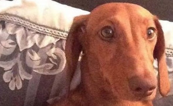 14 Funny Dachshund Memes To Cheer You Up | Page 3 of 3 | PetPress