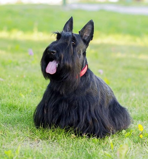 the-115-best-female-names-for-black-dogs-petpress