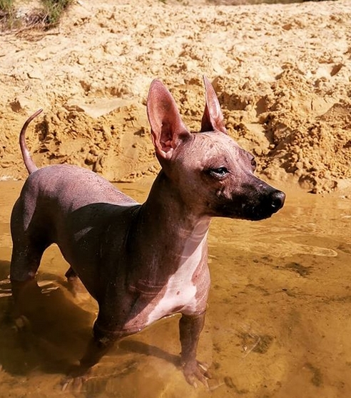 Top 150 Inspiring Indian And Hindu Dog Names PetPress