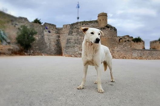 150-awesome-greek-dog-names-with-meanings-petpress