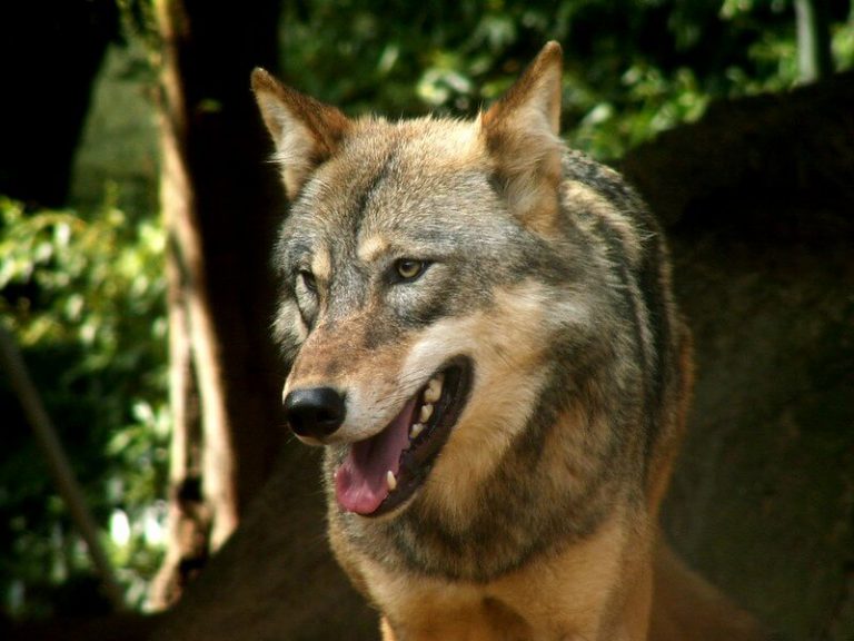 380 Popular Female Wolf Names | PetPress