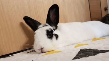 female rabbit names