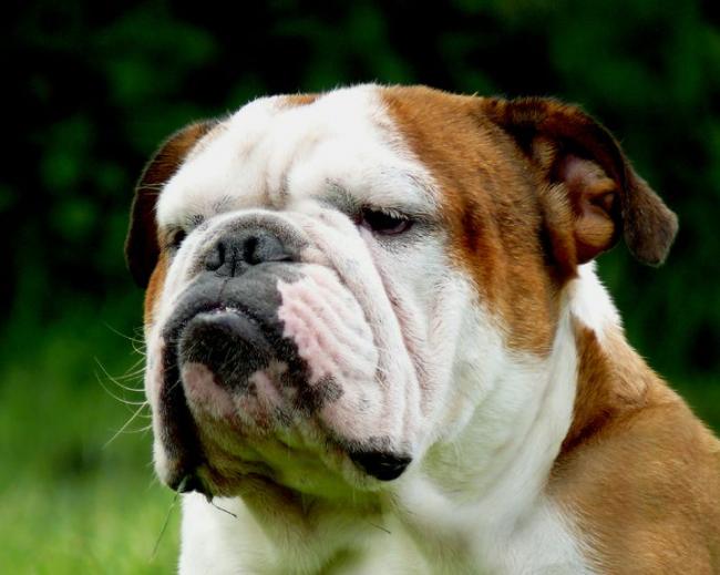 14 Lovely English Bulldog Facts To Make You Smile | PetPress
