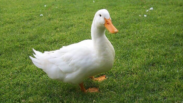 Funny Duck Names – 150 Hilarious Ideas for Naming Your Duck | PetPress