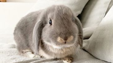 funny rabbit names