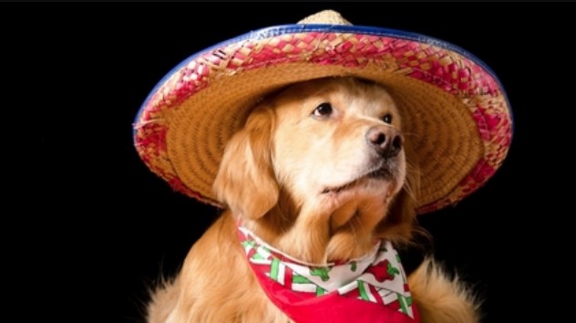 The 100 Best Puerto Rican Dog Names | PetPress